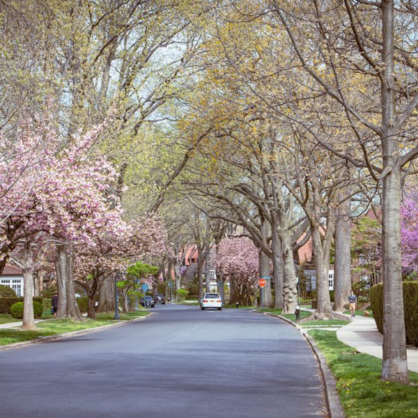 Avenue with Pink Flowers (1).